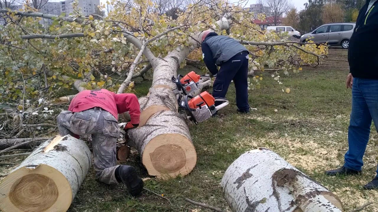 2017.11.02. - Örökösföldi templom - Fakivágás 1