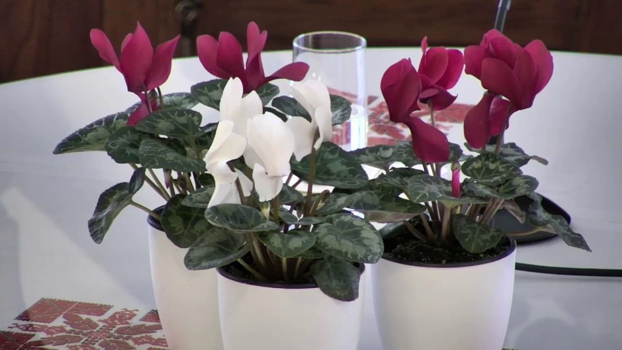 NyVREk Istentisztelet 2021.01.24. 10:30 élő