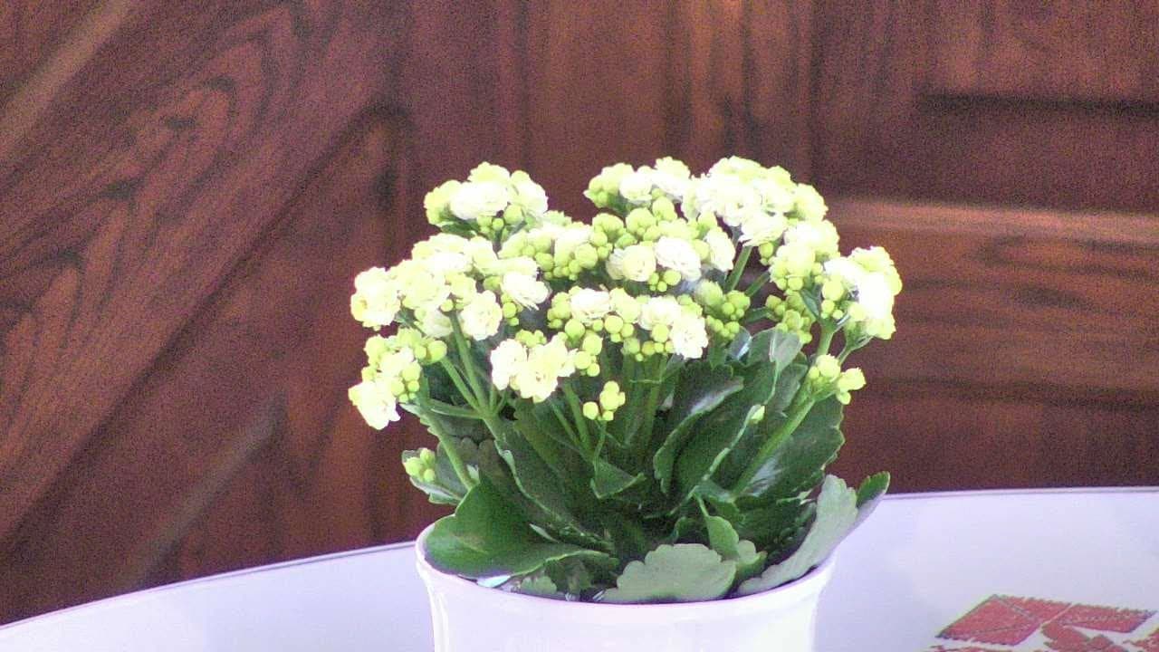 Istentisztelet NyVREk 2020.04.26 10:30 élő